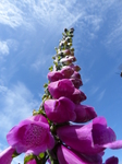 FZ018527 Foxgloves St. Bees Head.jpg